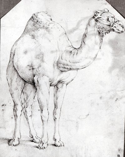 Camel by Battista Franco